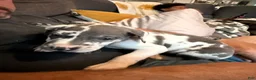Great Dane dogs for sale: Huey Lewis - Ad 4