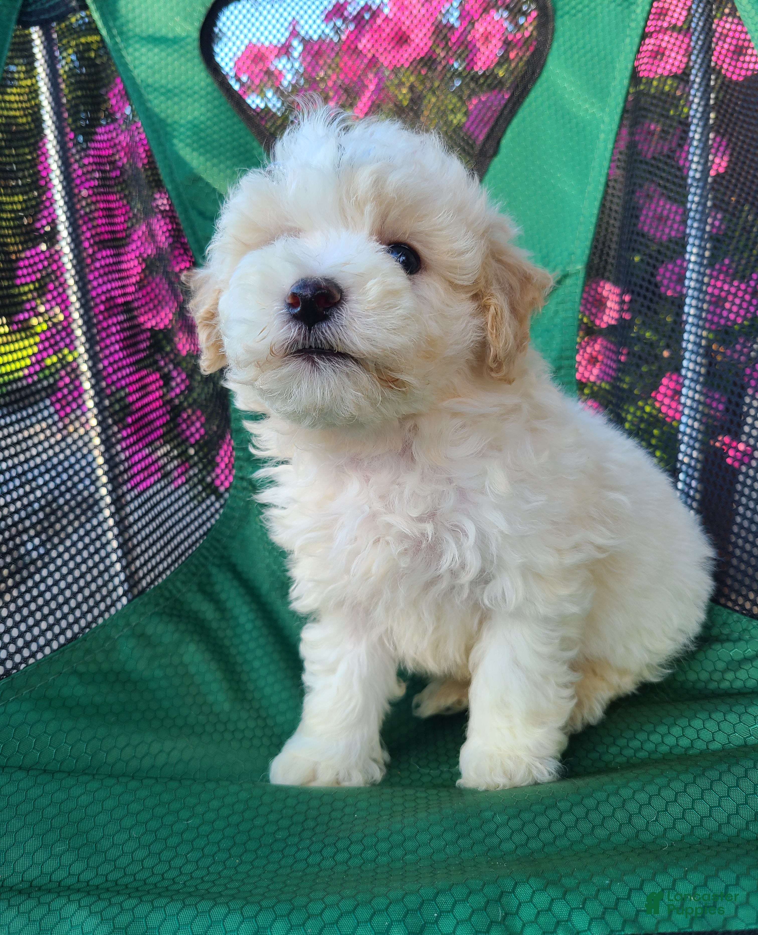 Lhasapoo dogs Cash - Ad 1
