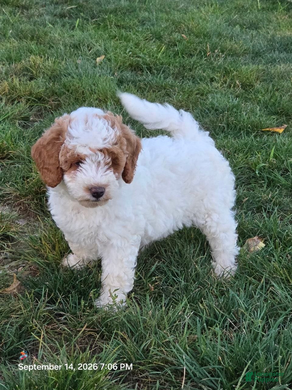 Mini Goldendoodle dogs Angel  - Ad 2