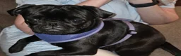 Pug dogs for sale: Pug 1 - Ad 4