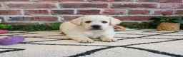 Labrador Retriever dogs for sale: Wanda  - Ad 6