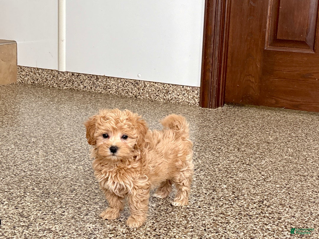 Maltipoo dogs for sale: Terry - Ad 8