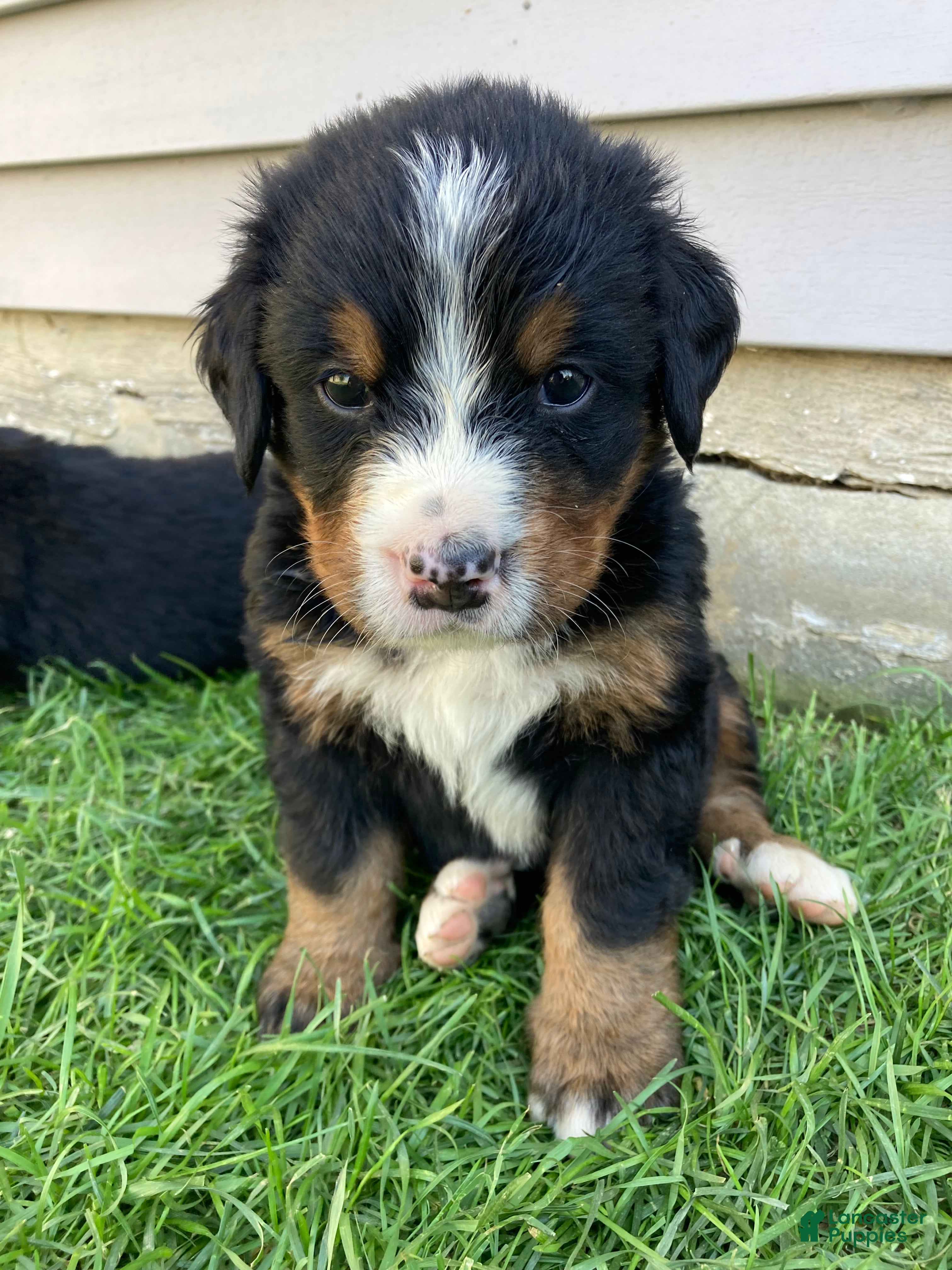 Bernese Mountain Dog dogs Bruiser - Ad 1