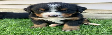 Bruiser