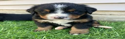Bernese Mountain Dog dogs for sale: Bruiser - Ad 1