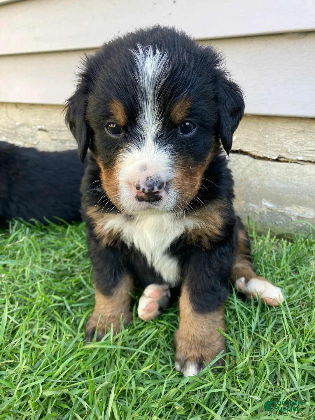 Bernese Mountain Dog dogs for sale: Bruiser - Ad 1