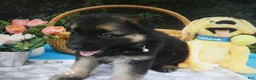 German Shepherd dogs for sale: German Shepherd 3 Rylen - Ad 2