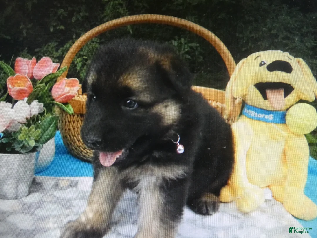 German Shepherd dogs for sale: German Shepherd 3 Rylen - Ad 2