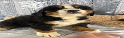 Bernese Mountain Dog dogs for sale: Cash - Ad 5
