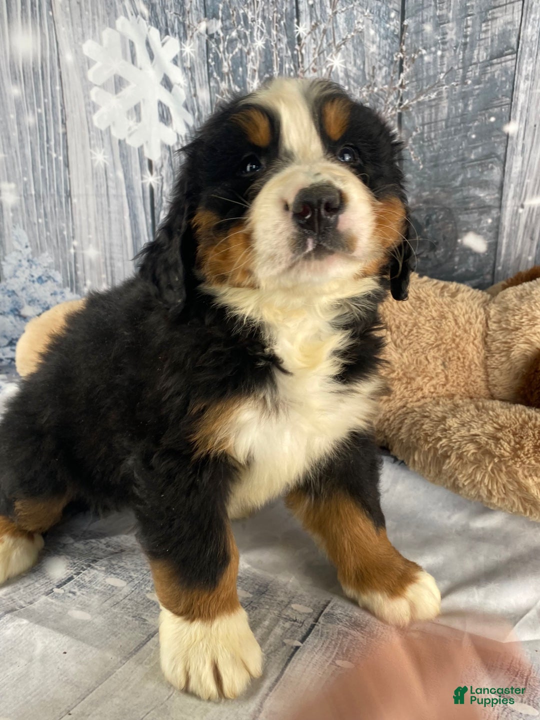Bernese Mountain Dog dogs for sale: Cash - Ad 5