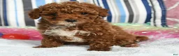 Miniature Poodle dogs for sale: Coffee - Ad 4