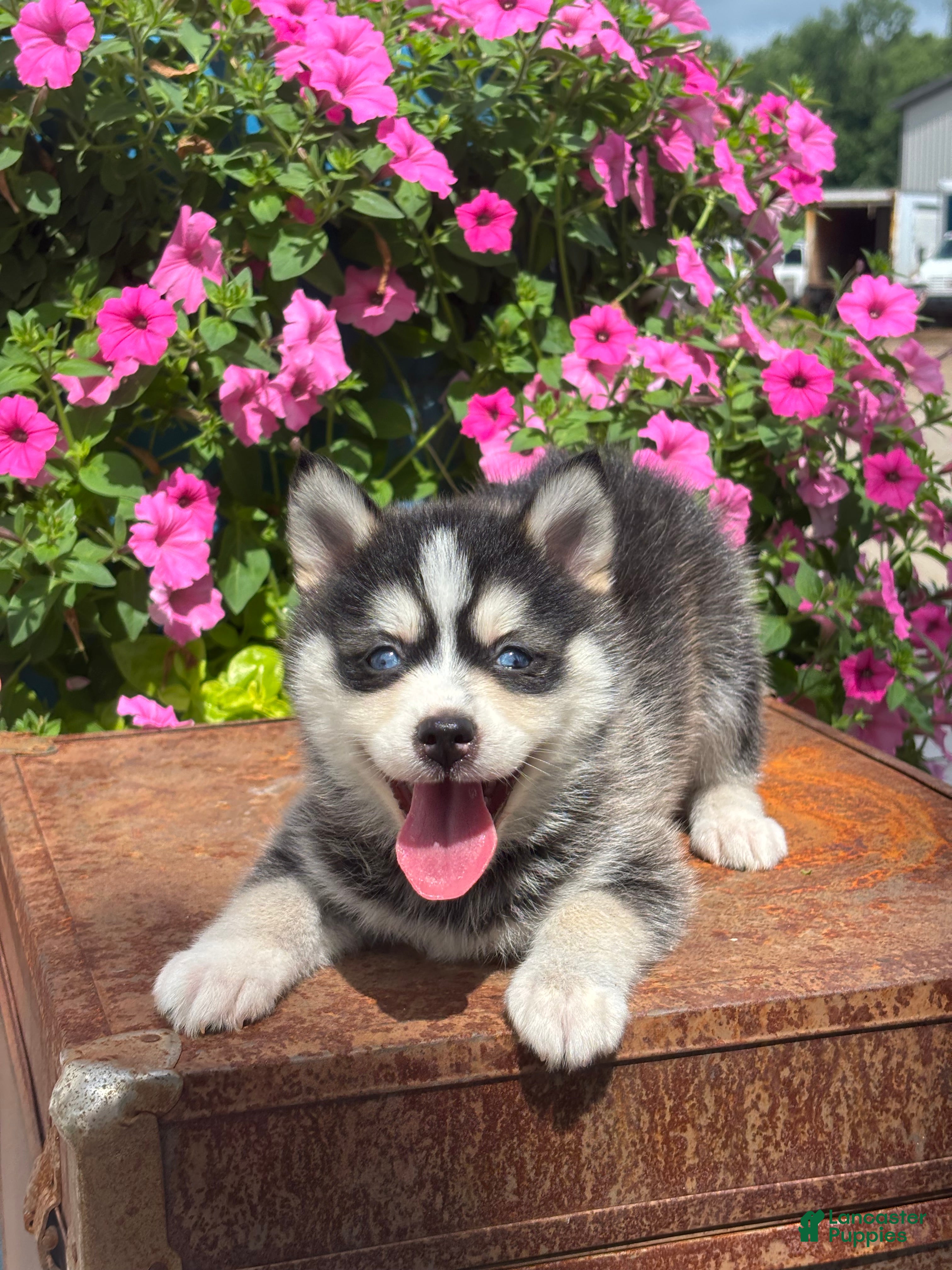 Pomsky dogs Sawyer - Ad 1
