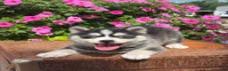 Pomsky dogs for sale: Sawyer - Ad 1
