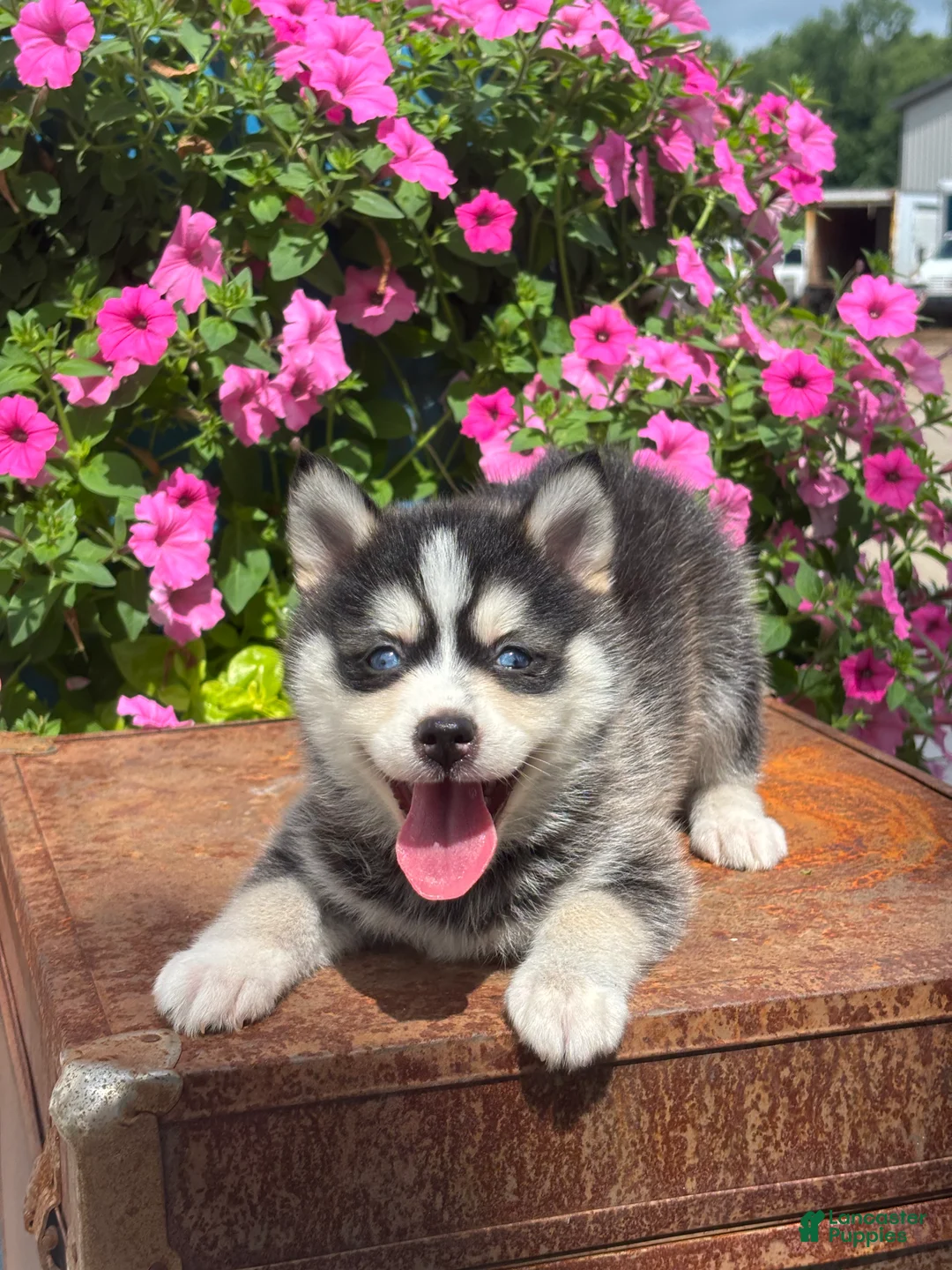 Pomsky dogs for sale: Sawyer - Ad 1