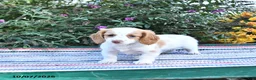 Miniature Dachshund dogs for sale: Kara - Ad 3