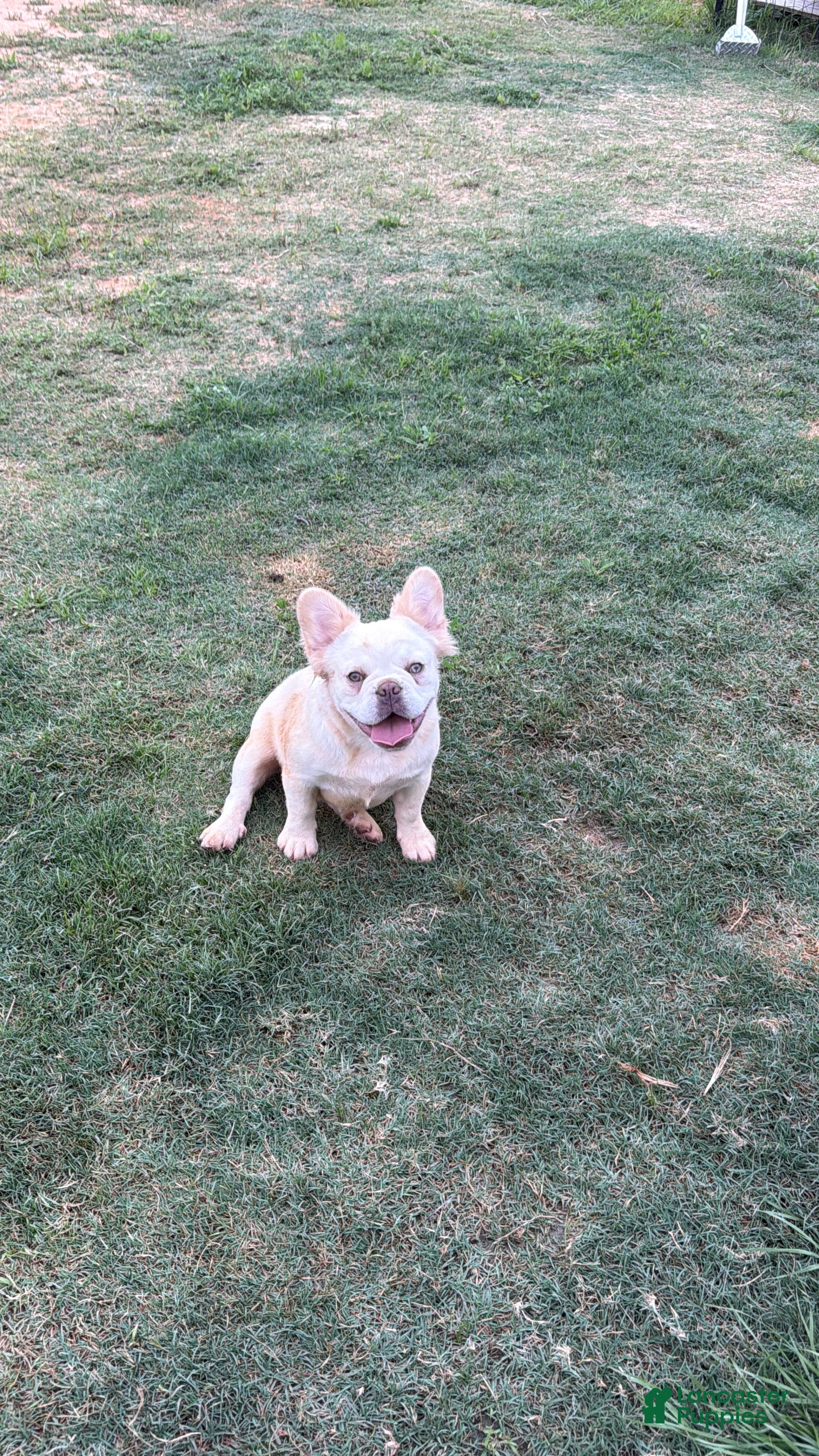 French Bulldog dogs French Bulldog Puppy 1 - Ad 1