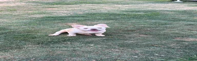 French Bulldog Puppy 1