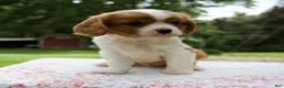Cavalier King Charles Spaniel dogs for sale: Beau - Ad 5