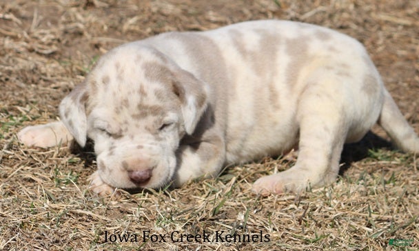 Great Dane dogs Hercules - Ad 2