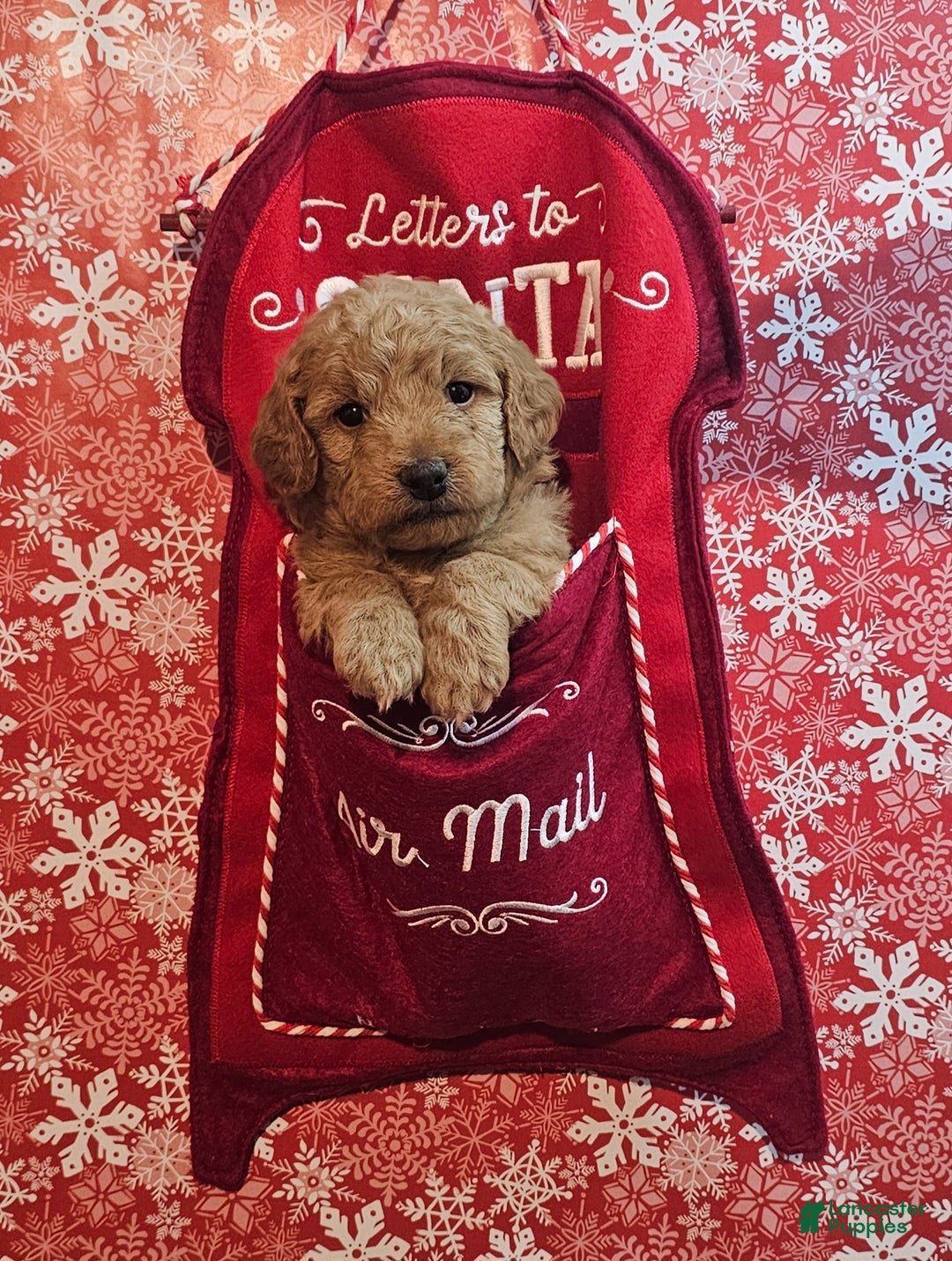 Mixed Breed dogs for sale: Reba - Ad 13