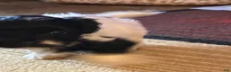 Mixed Breed dogs for sale: Baxter - Ad 22