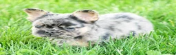 French Bulldog dogs for sale: Jacob - Ad 8