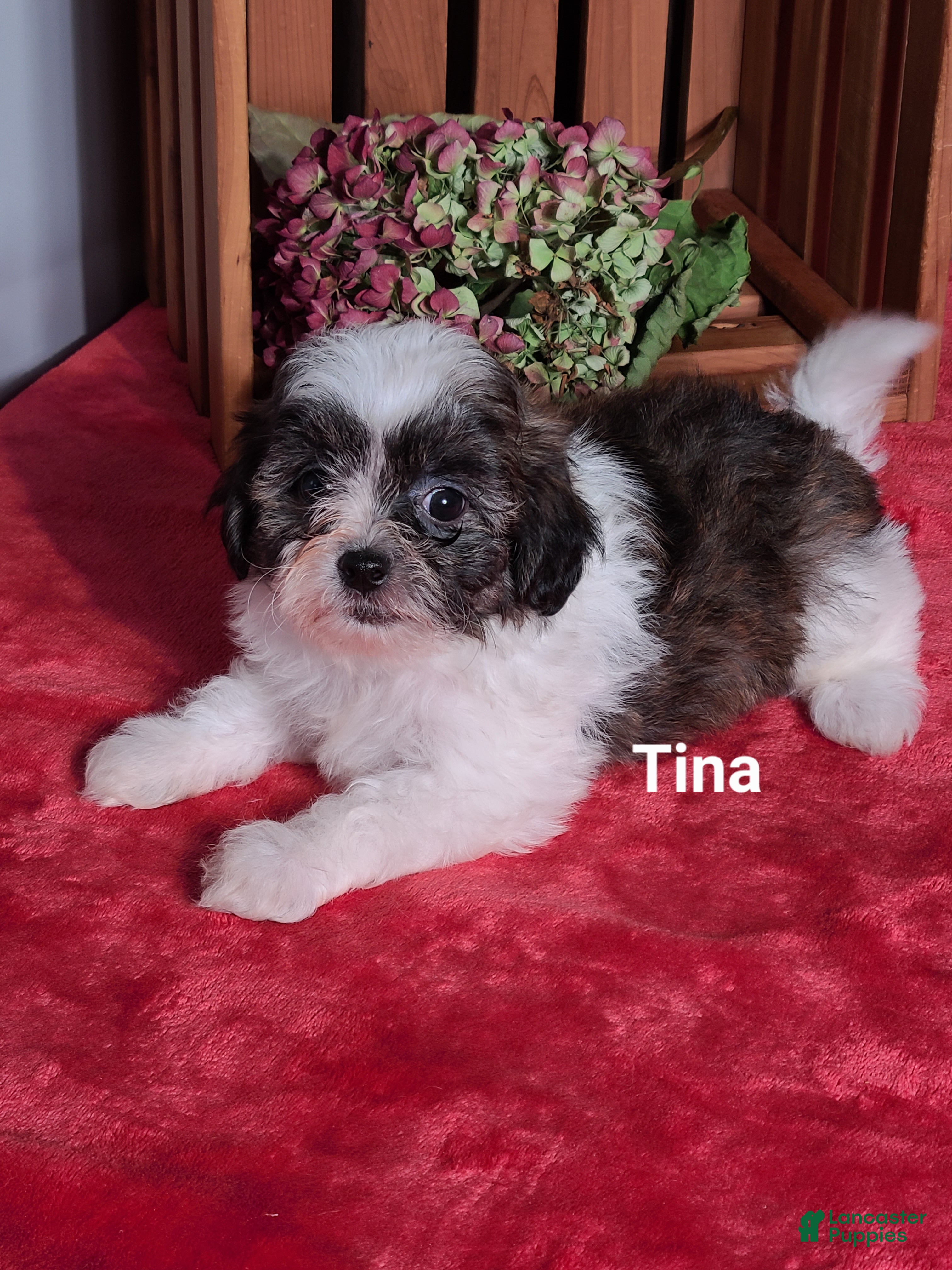 Shih Tzu Puppies for sale in Sugarcreek, Ohio Lancaster Puppies