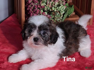 Teddy Bear dogs - Ad 35