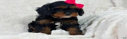 Cavapoo dogs for sale: Hershey 🎀🍫 - Ad 6