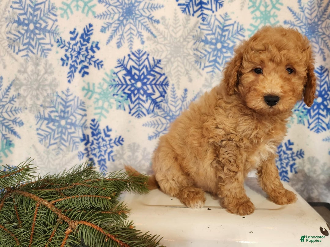 Mini Goldendoodle dogs for sale: Nash - Ad 9