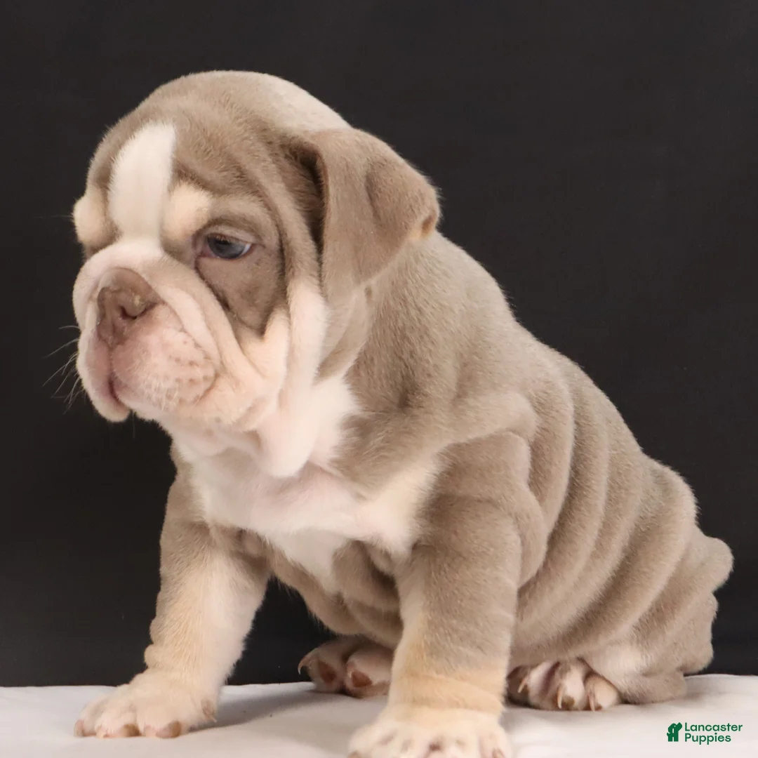 English Bulldog dogs for sale:  Titus - Ad 4