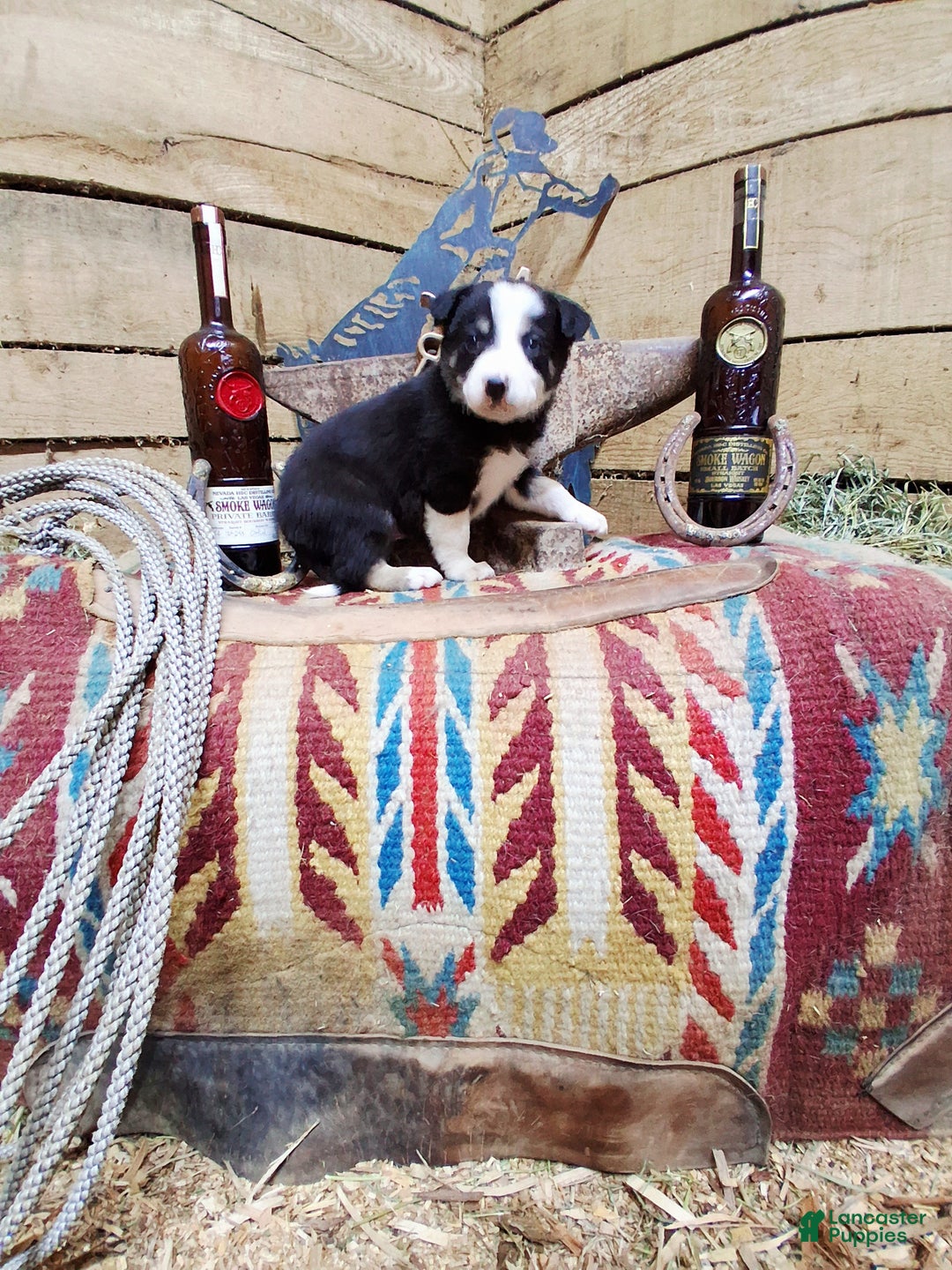 Border Collie dogs for sale: Border Collie Puppy 1 - Ad 1