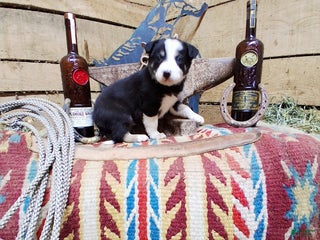 Border Collie dogs Border Collie Puppy 1 - Ad 28