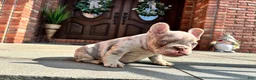 French Bulldog dogs for sale: Isabella boy 2 - Ad 3