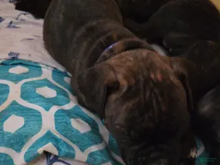 Boxer dogs Blue - Ad 3