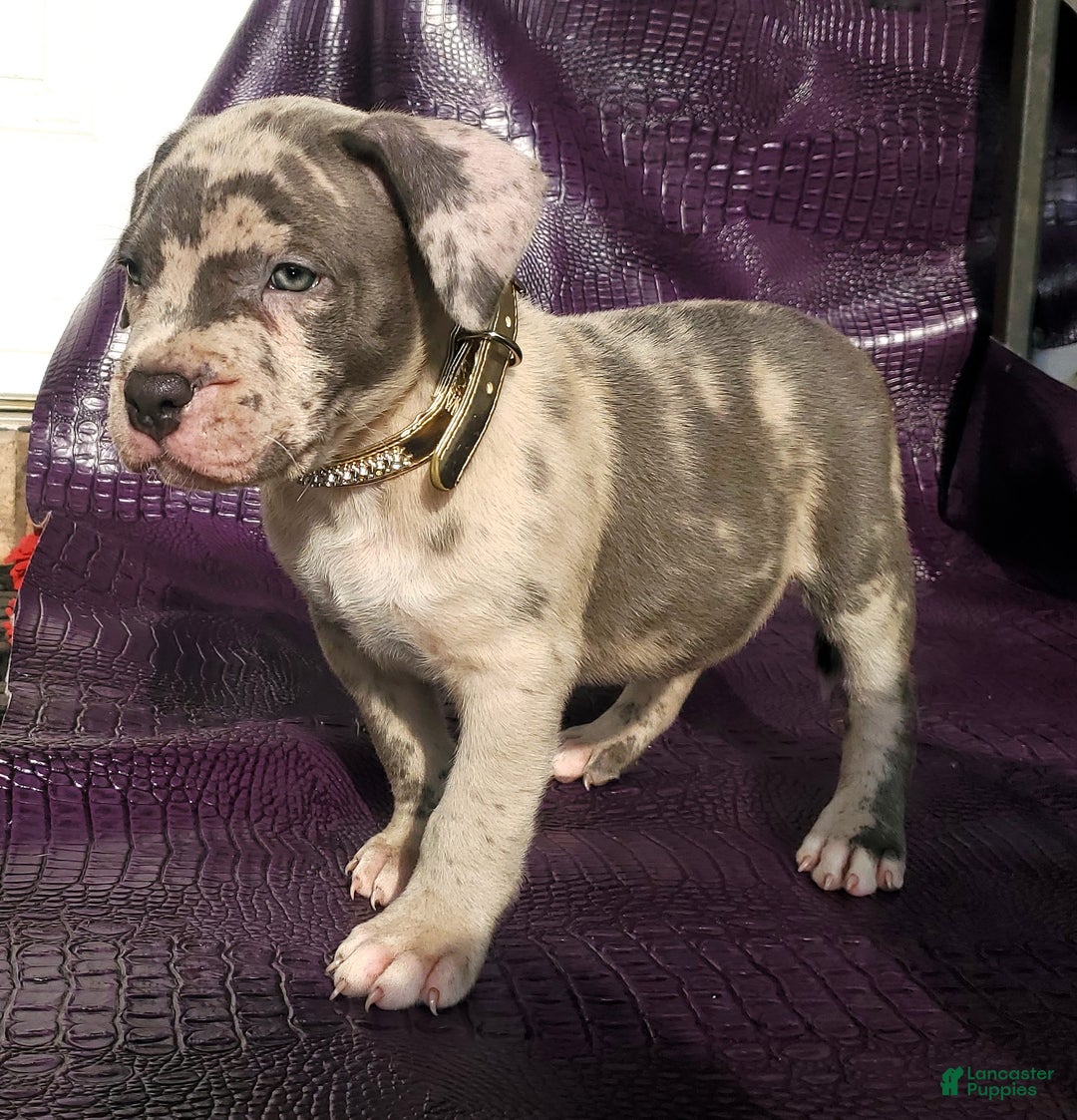 American Bully dogs for sale: American Bully Puppy 1 - Ad 2