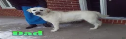 Labrador Retriever dogs for sale: Dexter - Ad 7