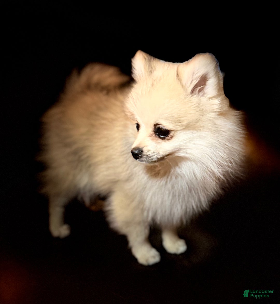 Pomeranian dogs for sale: Sweet Cash - Ad 3
