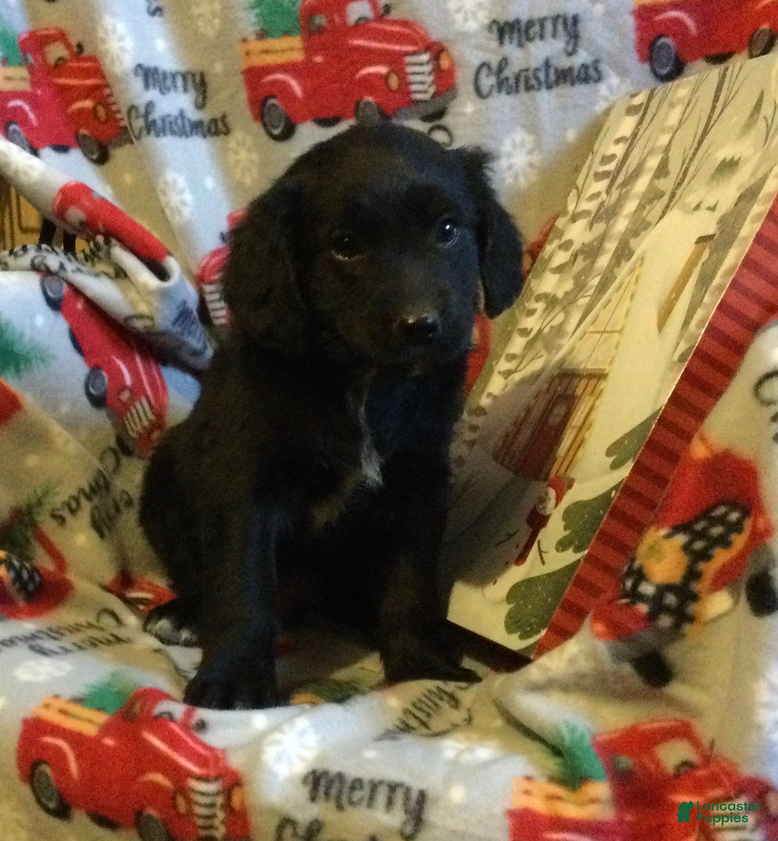 Mixed Breed dogs Matt - Ad 6