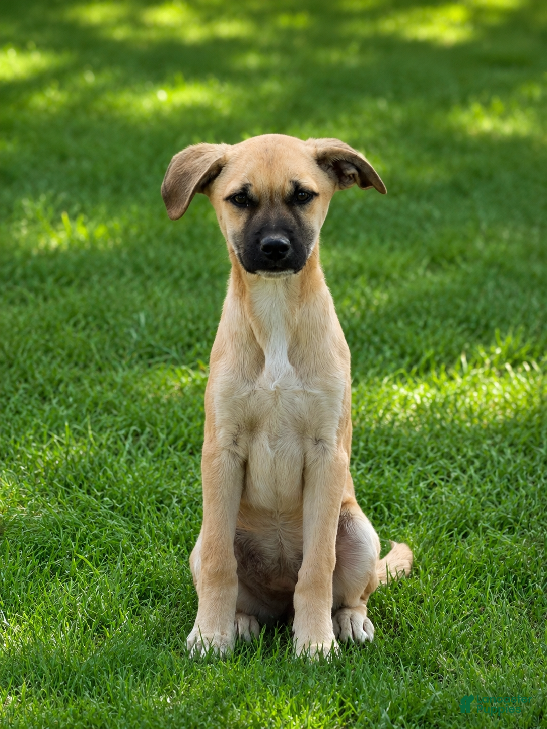 Mixed Breed dogs for sale: Annie - Ad 1
