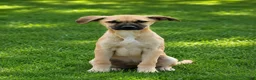 Mixed Breed dogs for sale: Annie - Ad 1