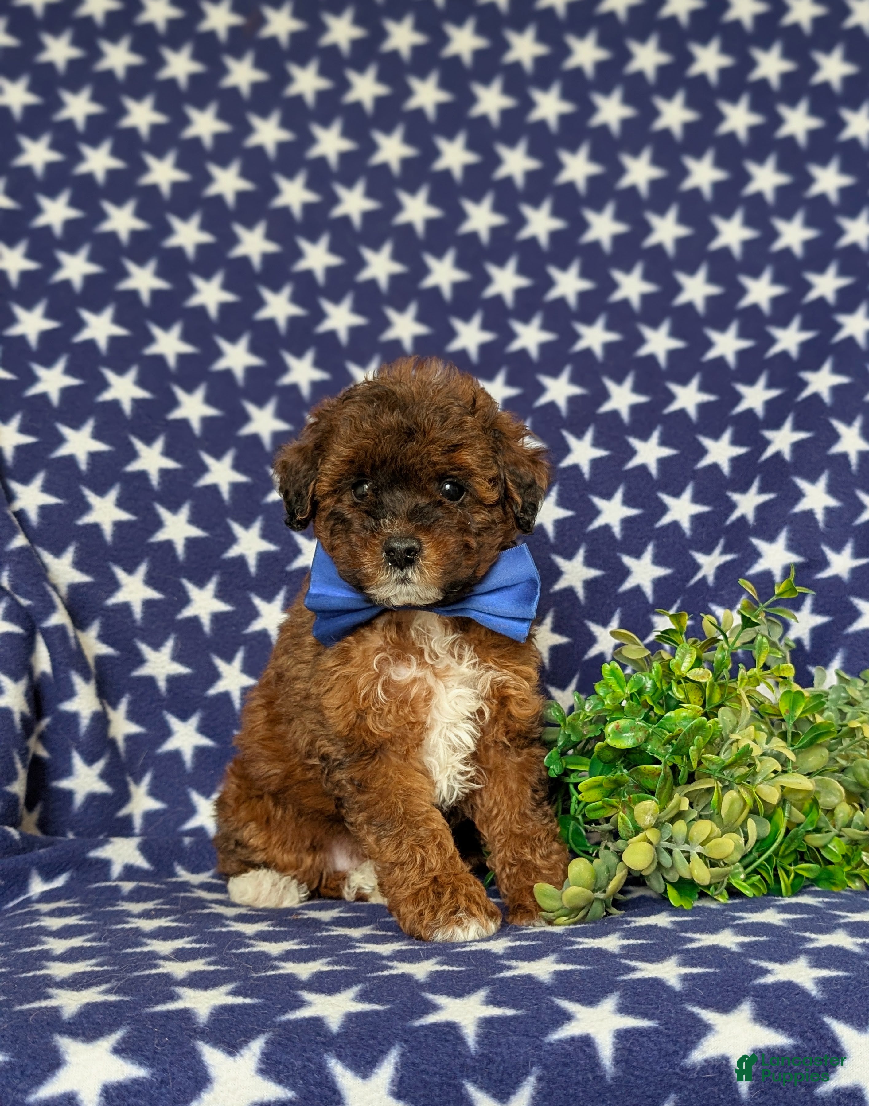 Lhasapoo dogs Deacon Hypoallergenic - Ad 1