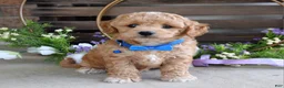 Maltipoo dogs for sale: Bentley  - Ad 4