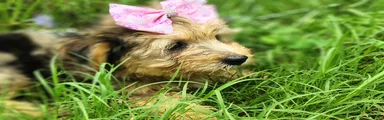 Yorkshire Terrier blueberry