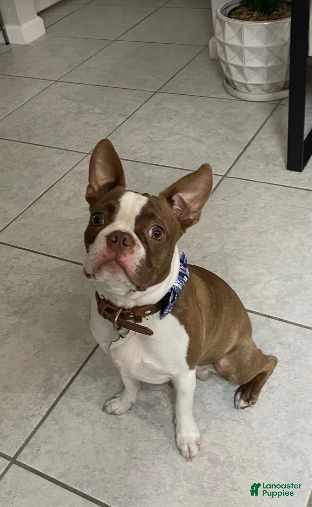 Boston Terrier dogs for stud: Red/lilac Boston Terrier Stud/Sire - Ad 2