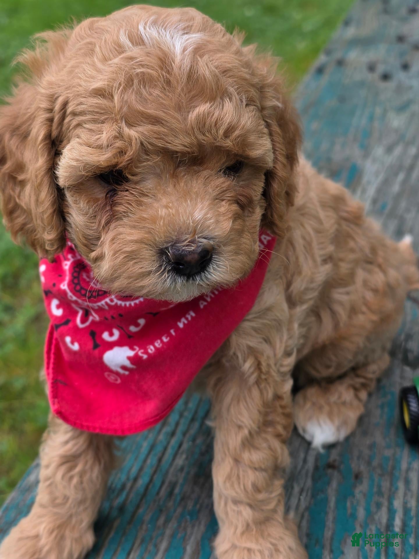 Cavapoo dogs Alex - Ad 1
