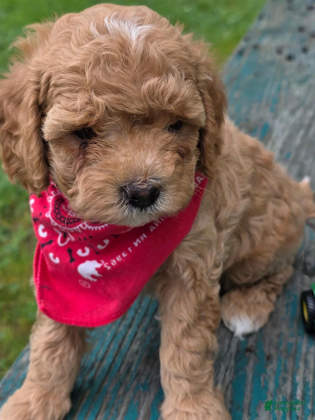 Cavapoo dogs for sale: Alex - Ad 1