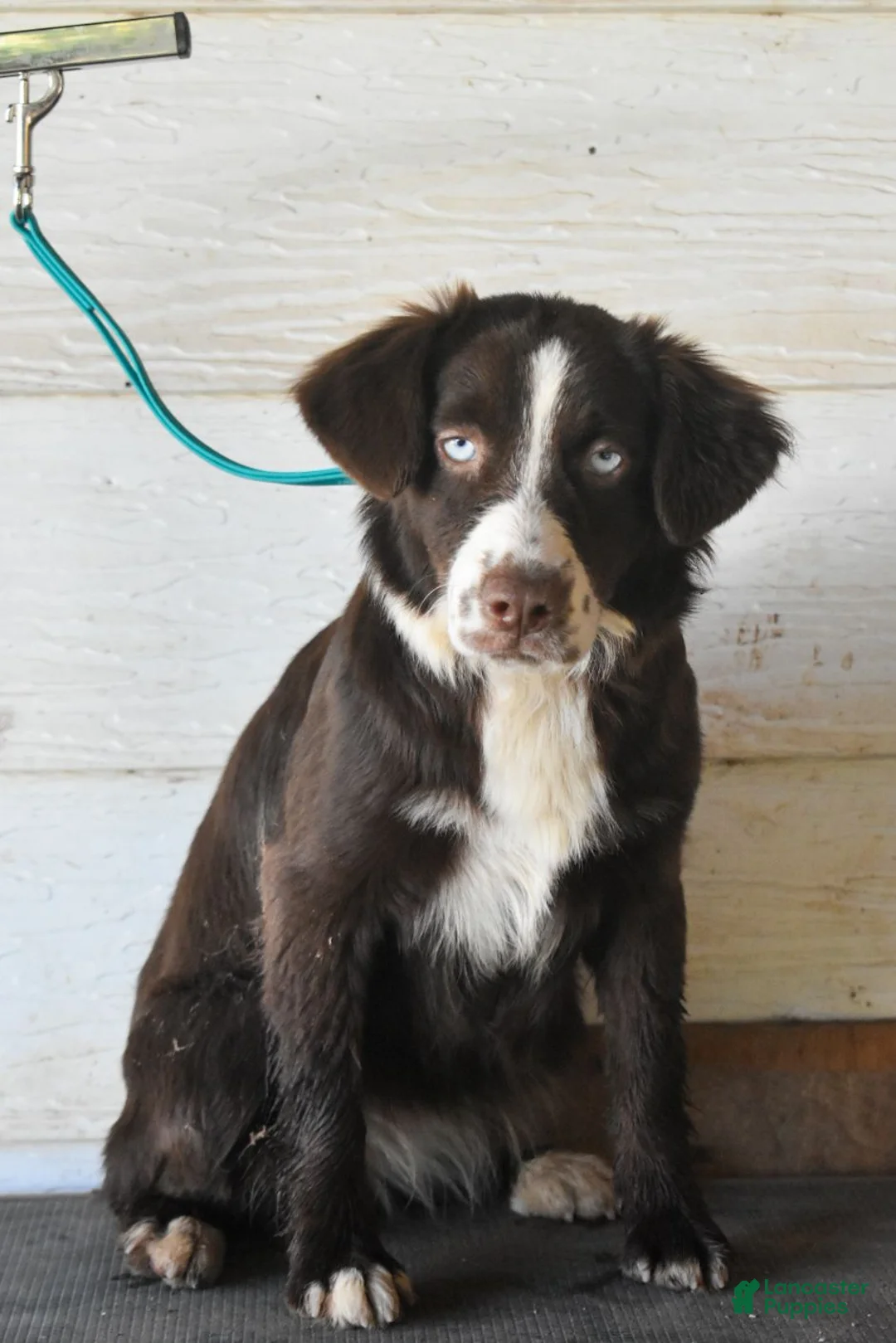 Miniature Australian Shepherd dogs for sale: Ember - Ad 3