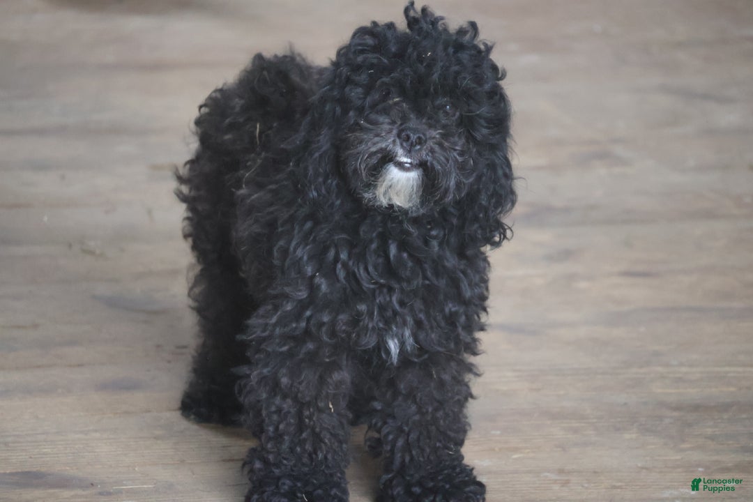 Mixed Breed dogs for sale: Viva - Ad 2