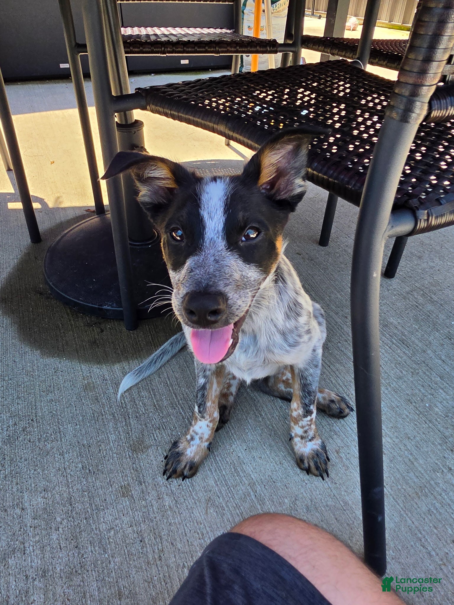 Mixed Breed dogs Bear - Ad 1